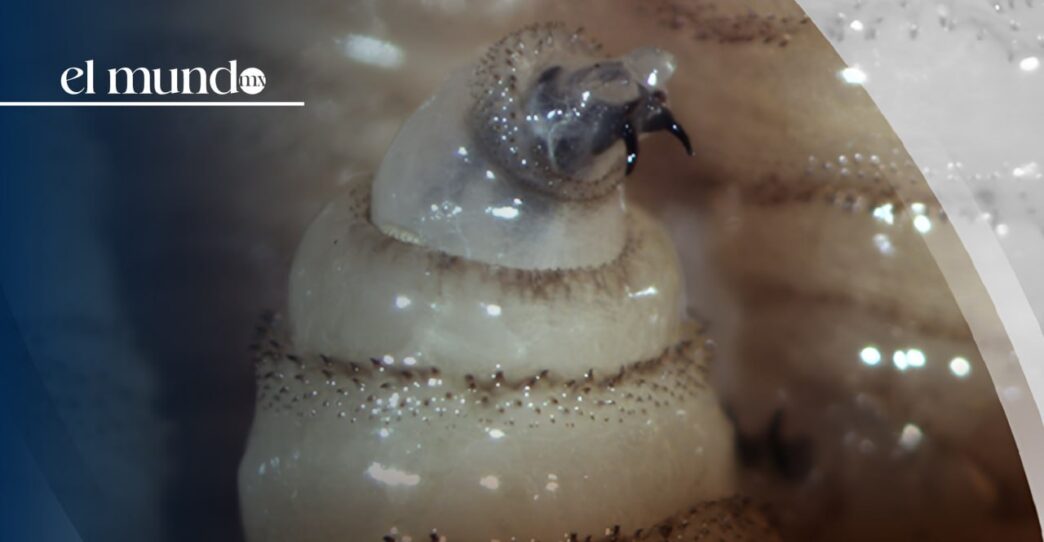 Gusano barrenador. Estados Unidos vuelve a cerrar la frontera al ganado de México