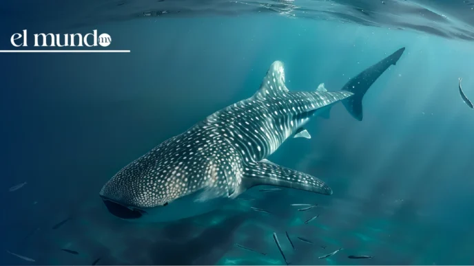¿Cuándo ver tiburones ballena en el Mar de Cortés? La guía completa para disfrutarlo