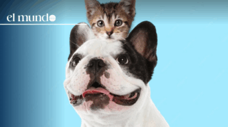 Pet insurance law changes take effect starting January 1