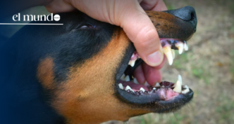 Miami-Dade Animal Services