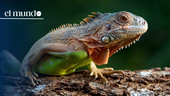 Florida allows the removal of frozen iguanas without a permit to curb an invasive pest