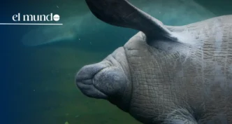 Rescue teams free a manatee that had become trapped in a drainage pipe