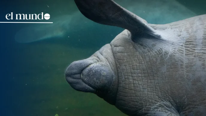 Rescue teams free a manatee that had become trapped in a drainage pipe