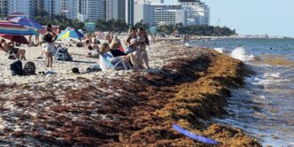Sargassum Miami Beach: Massive Cleanup Efforts Now Underway